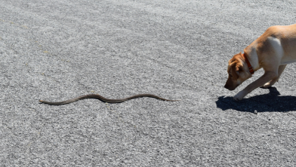 Guide To Keeping Your Dog Safe From Snakes - Cherish Pet Food