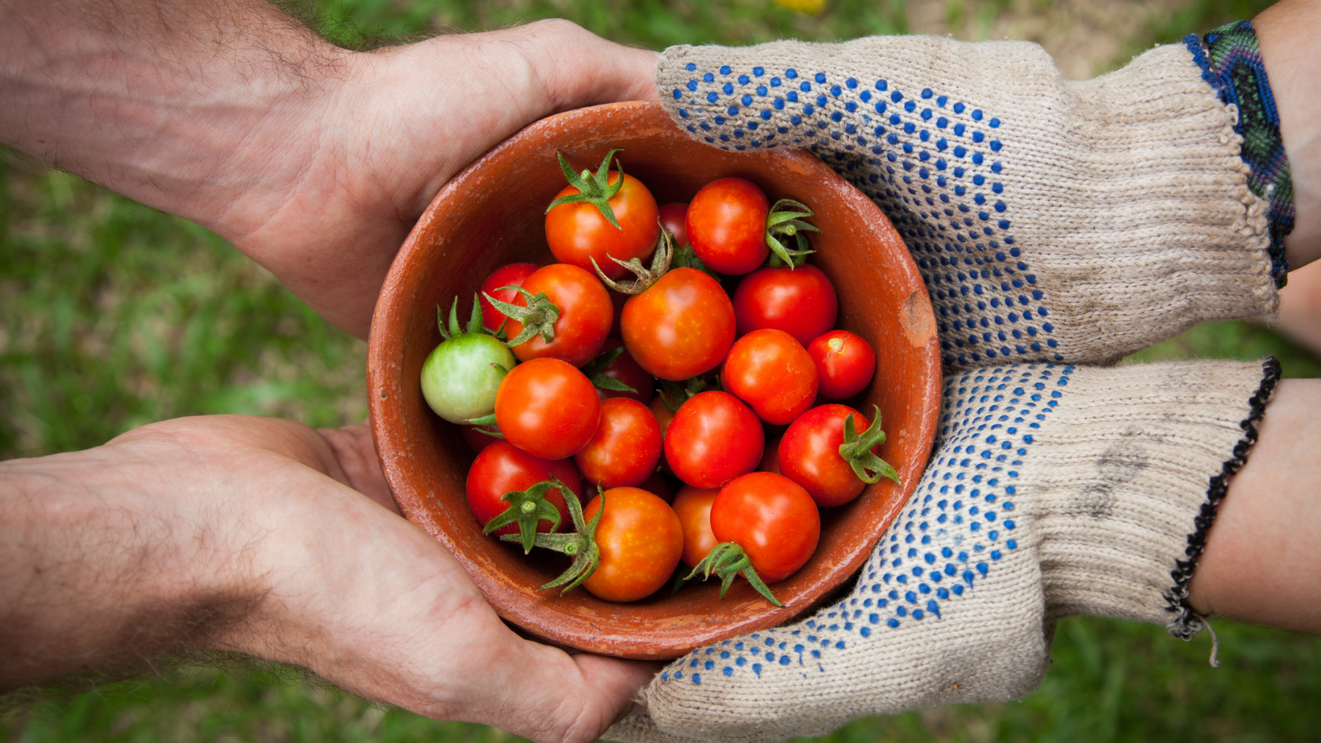 can dogs eat canned tomatoes