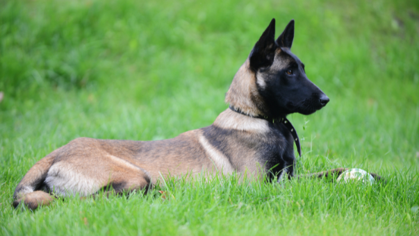 how much is a trained belgian malinois